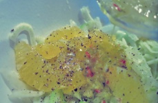 Salat Fenchel Kombüse Segelrezept